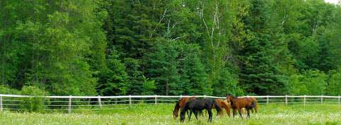 Silver Tree Stables - Shannon Becvar